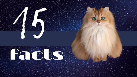 15 amazing facts about cats