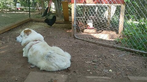 30 seconds of chickens part 29, with Nanuk