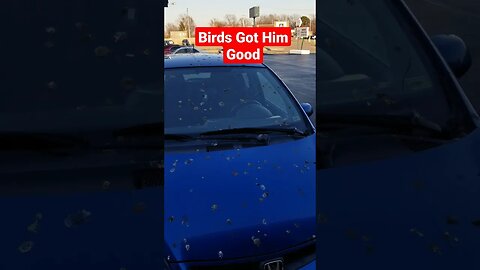 Birds Pooped On This Dudes Car More Than Any I Have Ever Seen #shorts #birds #cars #carmemes