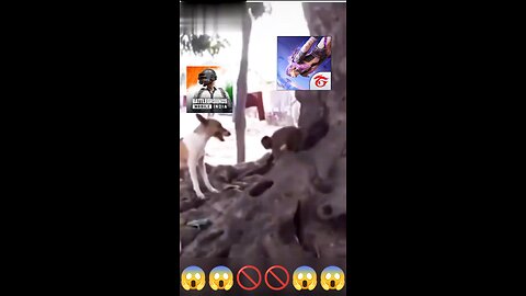Monkey Vs Dog Fight __ _shorts war