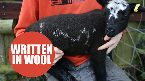 Adorable young sheep appears to have 'lamb' written on the side