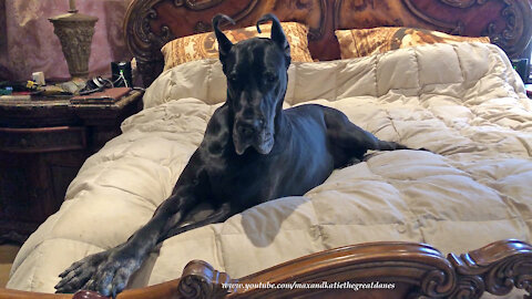 Beautiful Black Great Dane Loves To Snuggle On White Feather Duvet