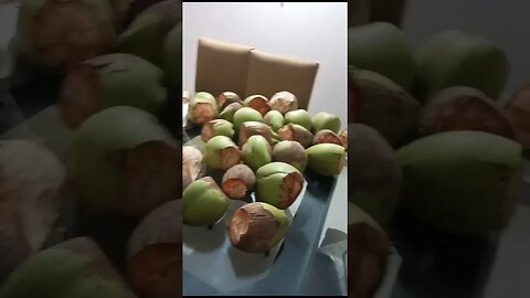 #coconut #coconutree #narial #coconut from home harden #desigarden #home garden vlog#58 coconuts 🥥