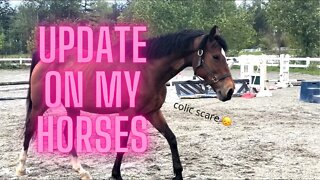 An Update on my Horses | Barn Vlog