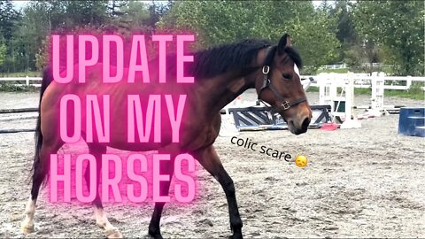 An Update on my Horses | Barn Vlog