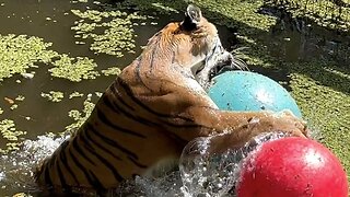 Tiger Swimming and Playing!
