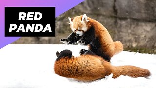 Red Panda 🐼 One Of The Cutest And Rarest Animals In The Wild #shorts