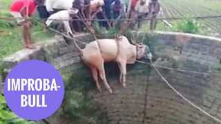 Bull rescued from 20 foot well by farmers using rope