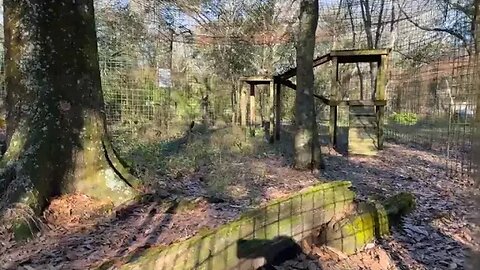 Big Cat Rescue LIVE- Q&A at Big Cat Rescue- Follow along as Keeper Brittany shows you many of the T
