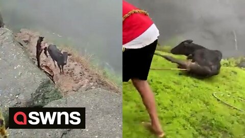 Youths rescue stuck calf from valley in India