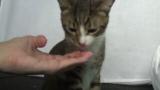 This Kitten Likes to Be Handfed