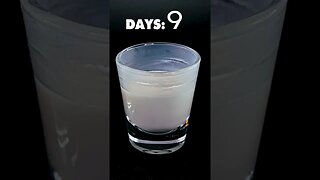 Glass of Milk Timelapse