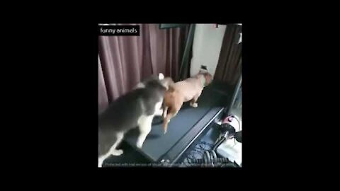 Cute Dogs Playfully Fight on Treadmill