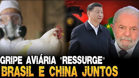 Melhor se preparar! Crise e Brasil "aliado" da China como nunca antes | Gripe aviária "ressurge"