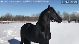 Cavalo não se cansa de brincar na neve de Nova Iorque