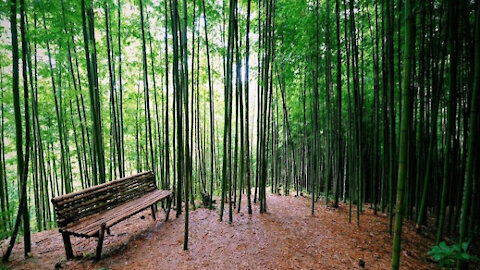 003 E Fall in love with the beautiful bamboo forest like a swordplay movie in Mu Cang Chai