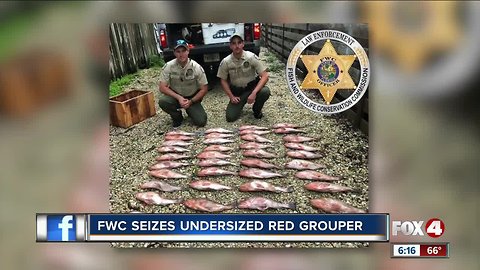 Over 100 pounds of undersized grouper seized from vessel