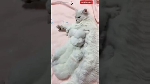Mother Cat feeding Kittens 😘😘💕#shorts #catvideos #kittens