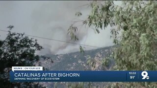 UArizona professor imagines what 'recovery' could look like after Bighorn Fire