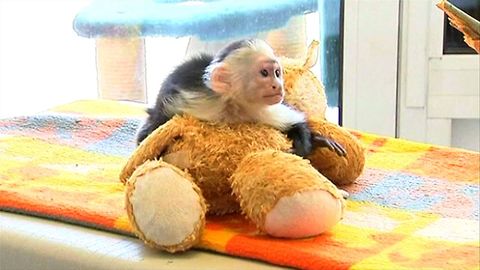 Justin Bieber Abandons Pet Monkey
