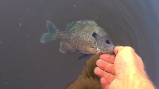 Panfish in the pond
