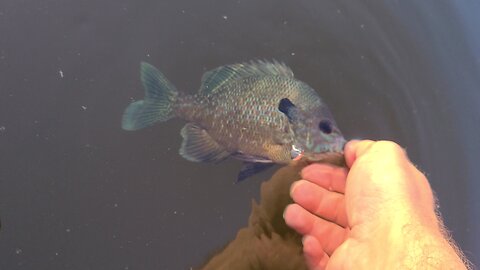 Panfish in the pond