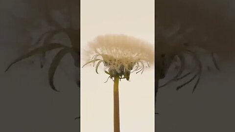 Time lapse of a dandelion flower transforming to seed head #shorts #foryou #viral #foryoupage