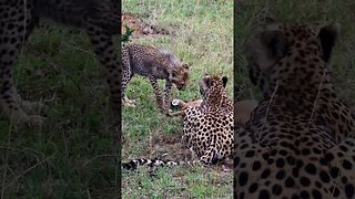 Cheetah Mealtime #shorts | #ShortsAfrica