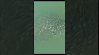 Phenomenon from all over the world ~ Animals walking and swimming in Circles and Spirals