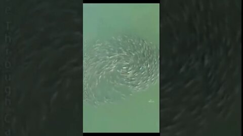 Phenomenon from all over the world ~ Animals walking and swimming in Circles and Spirals