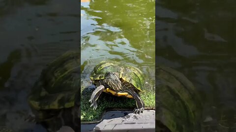 TURTLE GOES NUTS FOR GRAPES