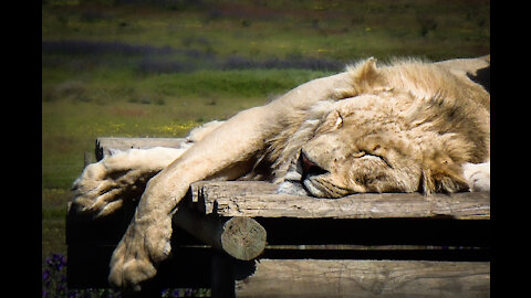 Two White Lions Have Sex, Twice in 5 mins!