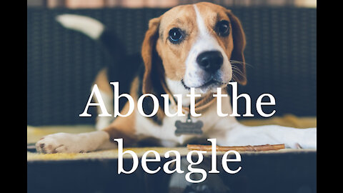 The history of the beagle dog