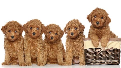 Cute poodles puppies doing funny things ❤️️❤️️❤️️