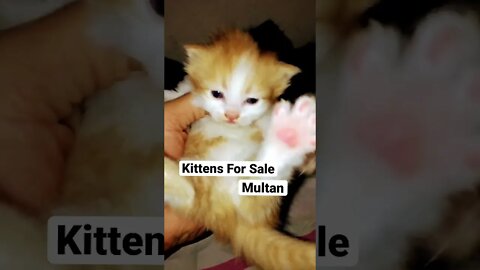 Kittens Meowing #kittens #cutecat #forsale #funnycats #youtubeshorts #meow #multan