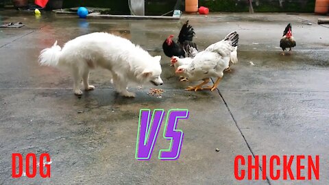 💗 funny dog and chicken gang fight animal videos funny💗