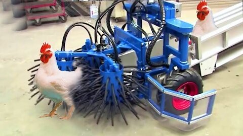 EXTREMELY CAREFUL WAY OF CATCHING CHICKENS WITH THIS MACHINE
