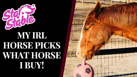 MY IRL HORSE BUYS MY NEXT STAR STABLE HORSE! 🐴 { Part One } Star Stable Quinn Ponylord