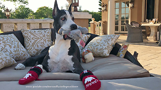 Happy Great Dane Plays with Squeaky Squirrel Toy
