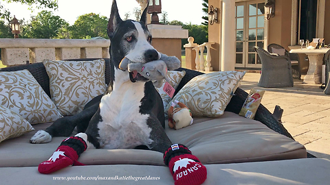 Happy Great Dane Plays with Squeaky Squirrel Toy