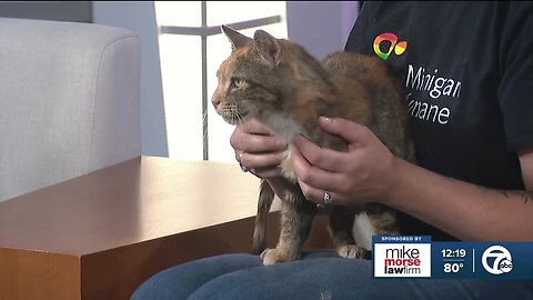 Michigan Humane Pet of the Week: Regan