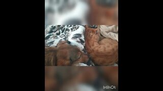 Cat and dog sleeping on the sofa, friends forever