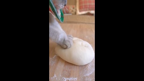 I'm on camera today Make Beef Noodle Soup #exlittlebeans #funnycat #cooking