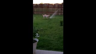 Dog Vs Sprinkler