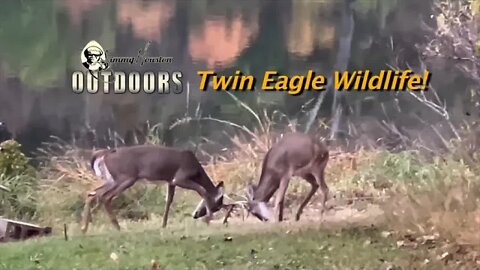 Big Deer are Running! WildLife at the Eagle! November 3rd