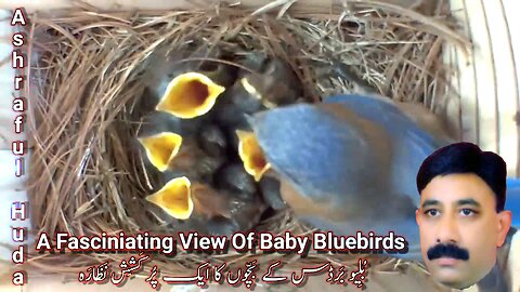 A Fascinating View Of Baby Bluebirds | بُلِیو بَرڈس کے بَچّوں کا ایک پٌرکَشَش نَظَارَہ