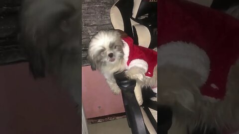 My Santa Shih Tzu puppy being funny