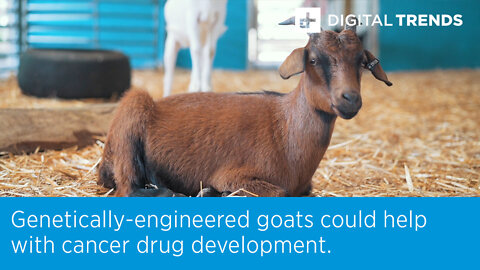 Genetically-engineered goats could help with cancer drug development.