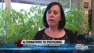 UA researchers looking for natural alternatives to chemical pesticides
