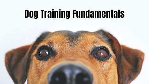 Dog Training Fundamentals! How to get Fast results!